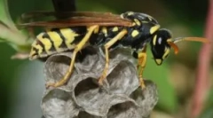 Kaj storiti, če je v hiši gnezda osin